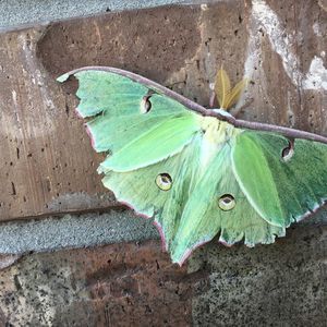 Meet your Posher, Aundrea